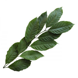 Anhydrous Caffeine