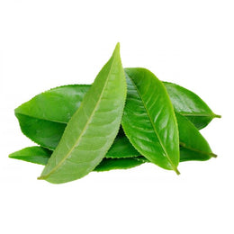 L-Theanine