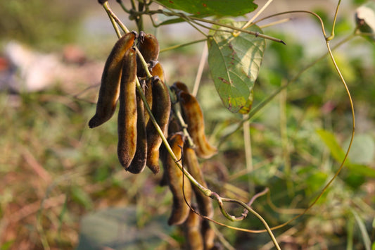 Mucuna Pruriens Benefits For the Female Body