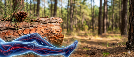 Stop the Swelling: How Pine Bark Extract Revolutionizes Natural Circulation