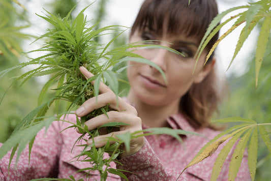 Cannabis Genetic Testing