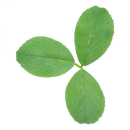 Alfalfa Leaf