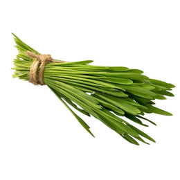 Barley Grass