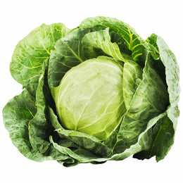 Green Cabbage