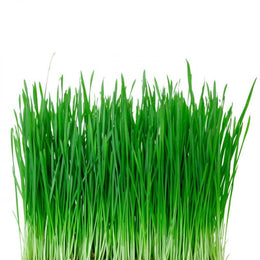 Wheat Grass